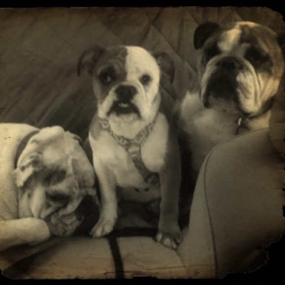 webulldogs